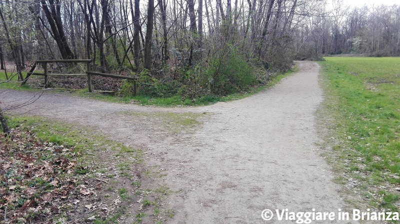 Il bivio del sentiero 28 del Parco delle Groane