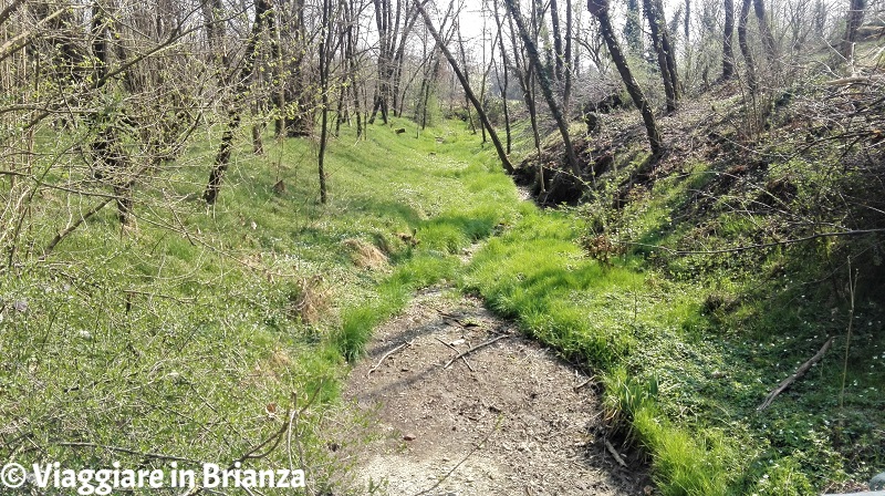 Cesano Maderno, Oasi Lipu: il Rio Badino