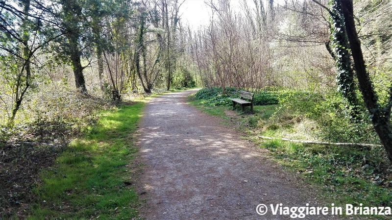 La panchina sul sentiero 28 del Parco delle Groane a Barlassina