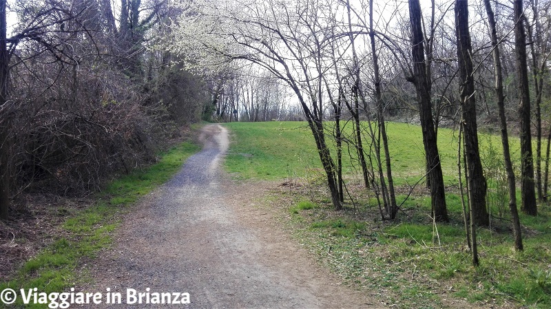 La salita del sentiero 28 del Parco delle Groane