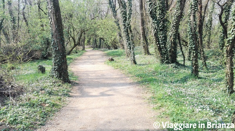 Il sottobosco di anemoni dell'Oasi Lipu di Cesano Maderno