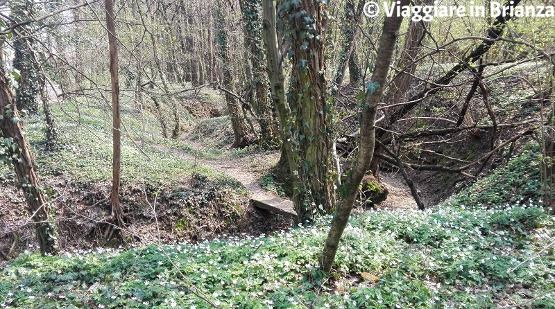 La Valle della Montina nell'Oasi Lipu di Cesano 