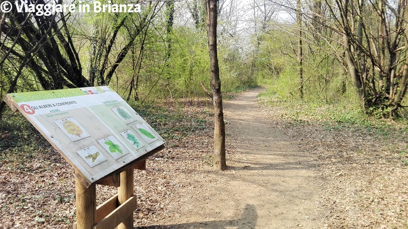 Alberi a confronto nell'Oasi Lipu di Cesano