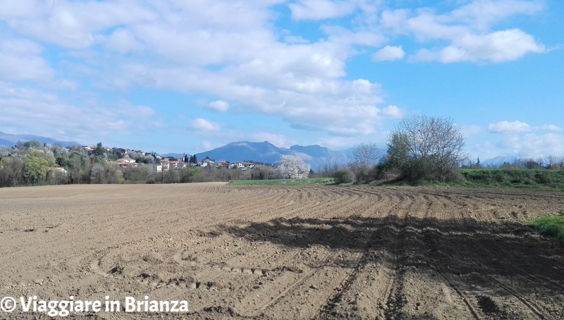 Il ciliegio di Besana in Brianza da via Palazzina