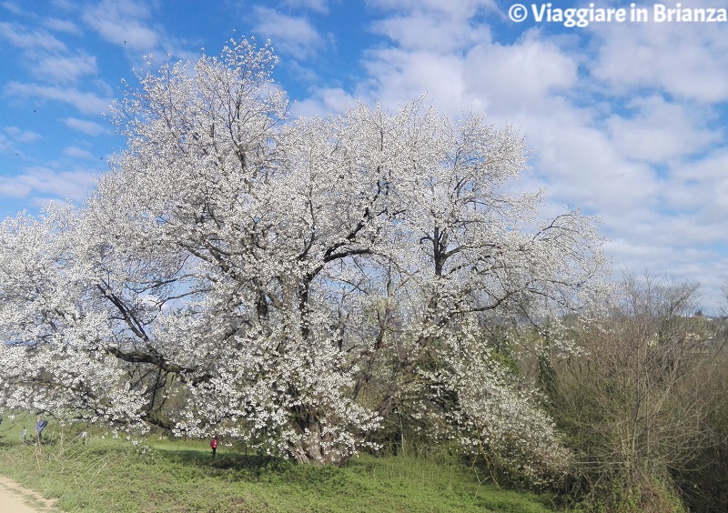 Il ciliegio di Besana in Brianza