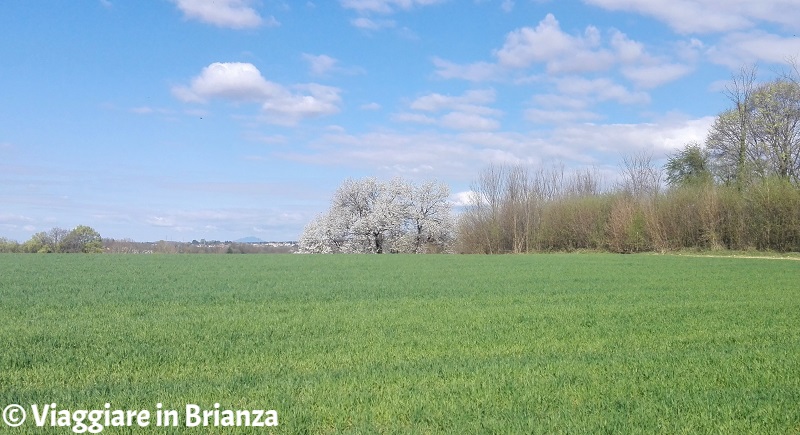 Il ciliegio di Besana da via Cremonina