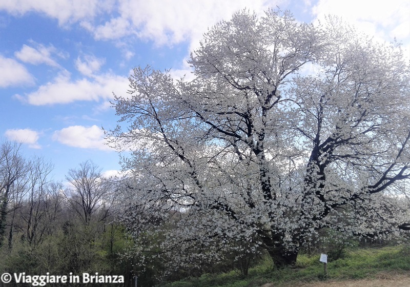 Il ciliegio selvatico di Besana in Brianza