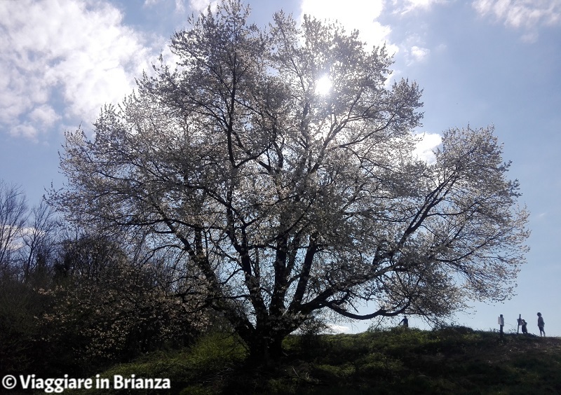 Come arrivare al ciliegio di Besana in Brianza