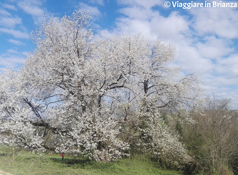 Cosa fare a Besana in Brianza, il ciliegio