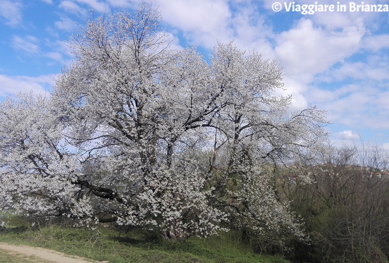 La fioritura del ciliegio selvatico di Besana