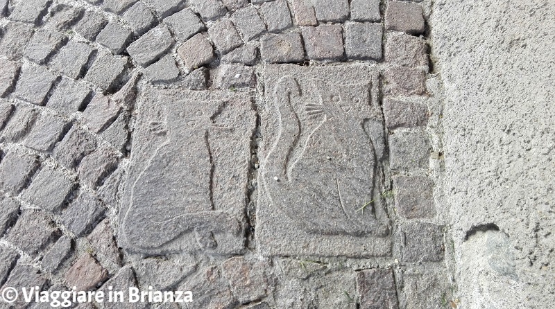 I gatti della Torre degli Alciati di Cucciago