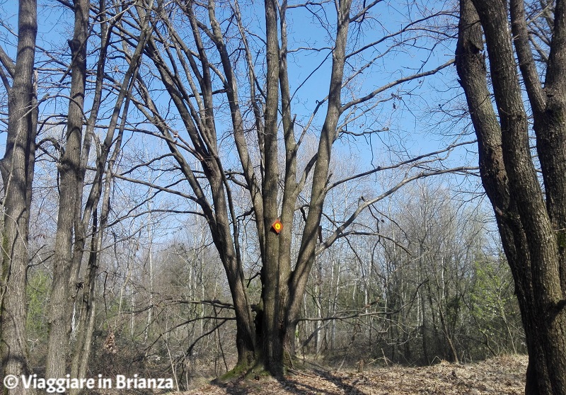 Nonno albero nell'Oasi Lipu di Cesano Maderno