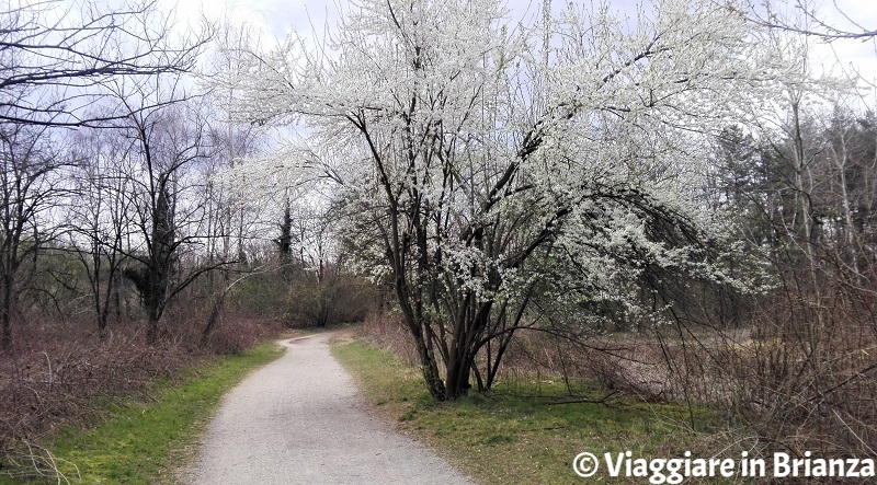 Parco delle Groane, la pista ciclabile 27