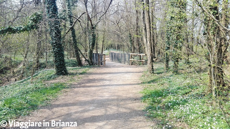 Il ponticello dell'Oasi Lipu di Cesano