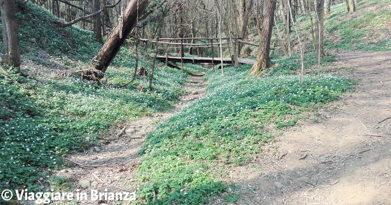 La Valletta della Montina all'Oasi Lipu di Cesano