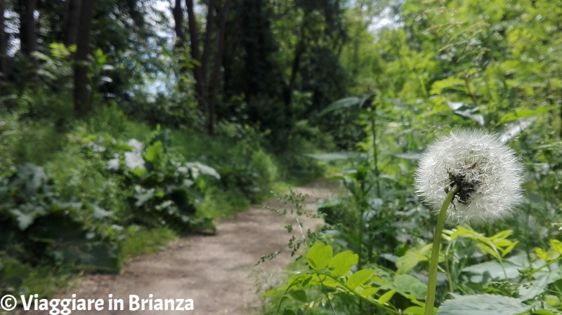 Il Bosco Urbano di Lissone a bici e a piedi