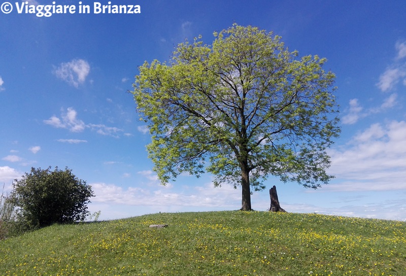 Cosa vedere a Bulciago, il Piantone della Bella Veduta