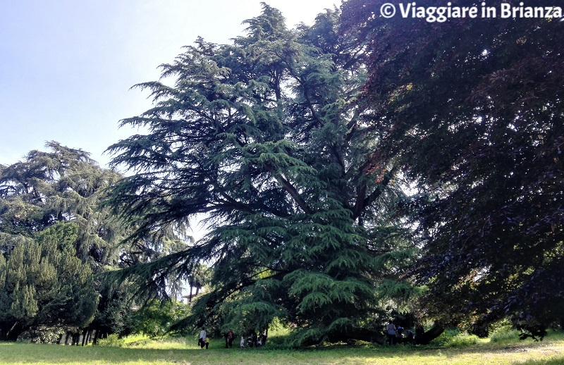 Il cedro di Villa Besana a Sirtori