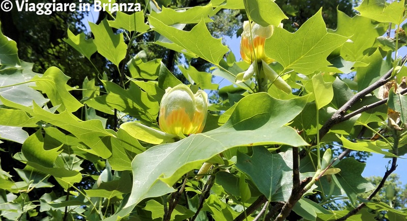 I fiori dell'albero dei tulipani