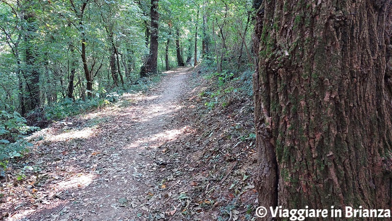 Cosa vedere a Rogeno, i sentieri nel bosco di Casletto