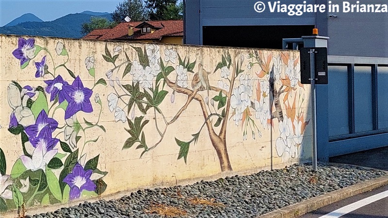 Fiori di ciliegio a Merone