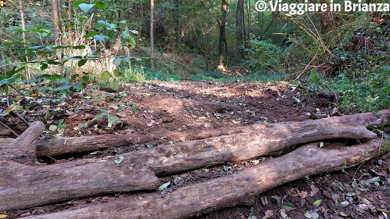 I boschi del Parco della Brughiera