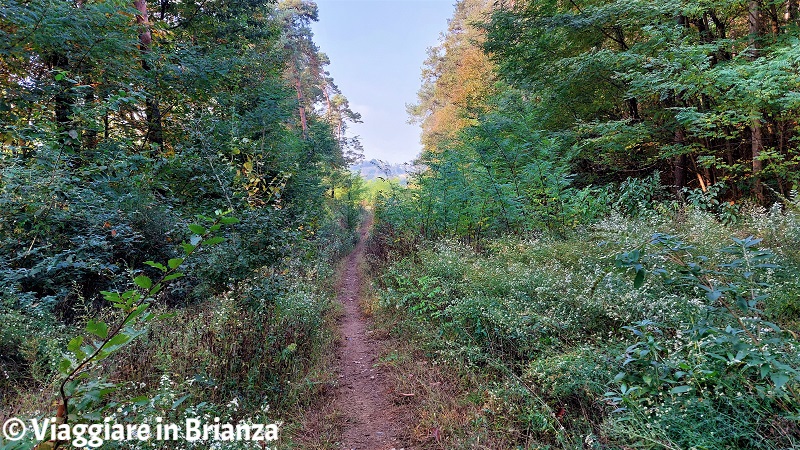 Il bosco del sentiero 10 nella brughiera