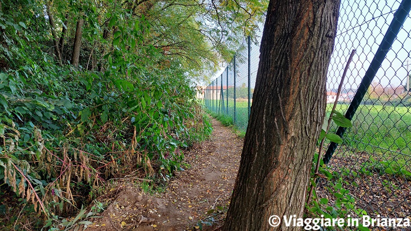 Parco della Brughiera Briantea, il sentiero 10 a Cantù