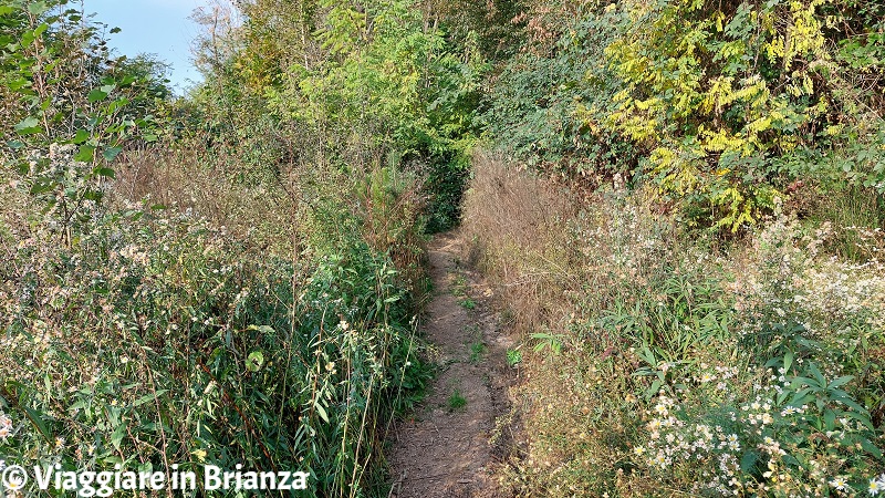La vegetazione del sentiero 10 del Parco della Brughiera Briantea
