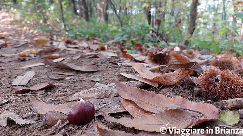 Castagne in Brianza