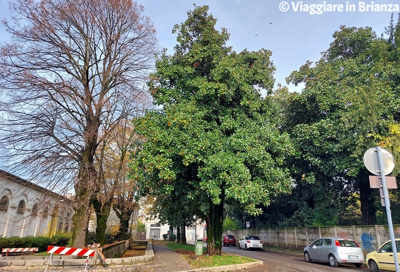 La magnolia di Villa Tittoni a Desio