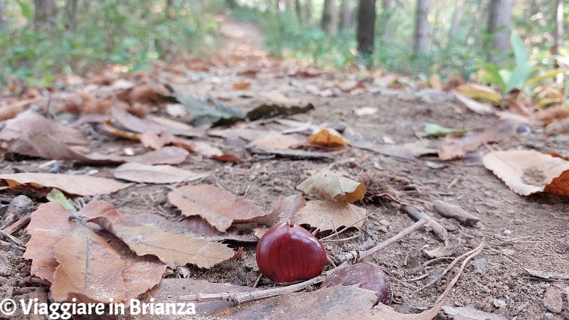 Raccogliere le castagne in Brianza