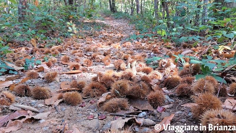 Trovare le castagne in Brianza