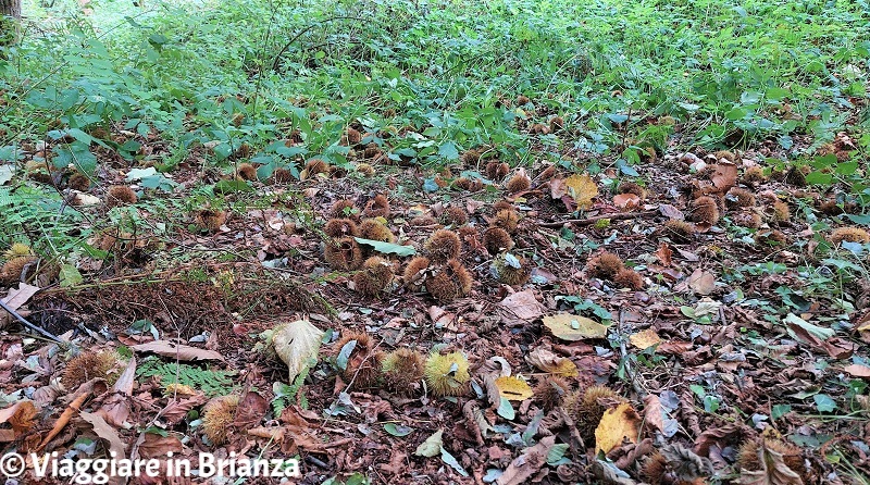 Castagne sul Sentiero della Valle Ferranda