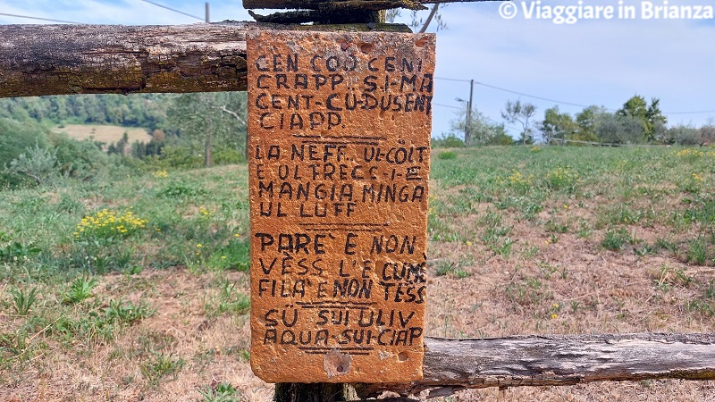 Parco del Curone, la stradina degli olivi