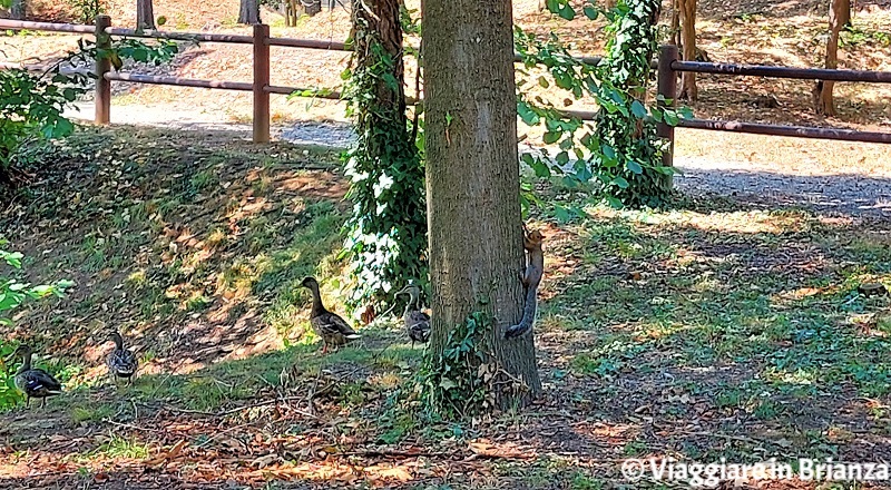 Gli scoiattoli dell'Oasi Belvedere di Sovico