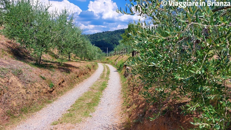 La strada degli olivi a Missaglia