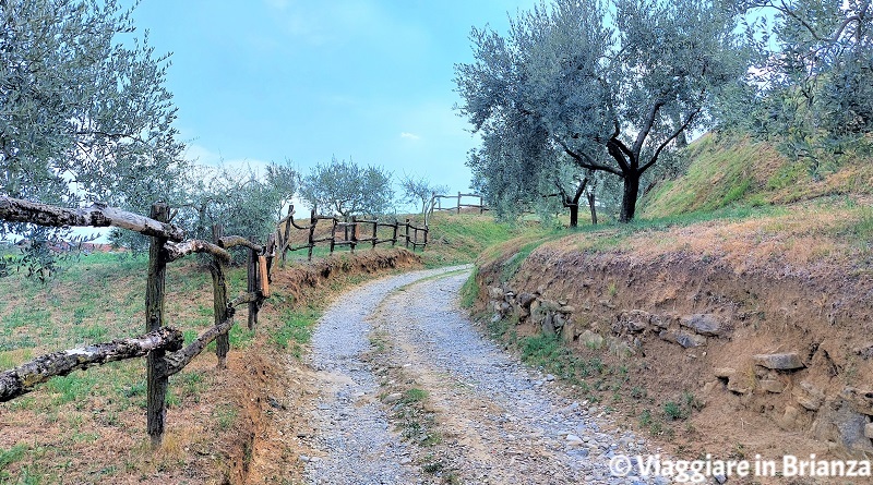 La stradina degli ulivi