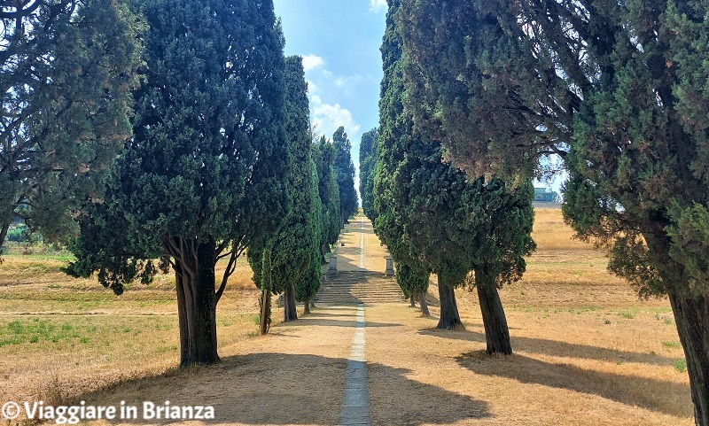 Viale dei Cipressi a Inverigo di Gio Batta Crivelli