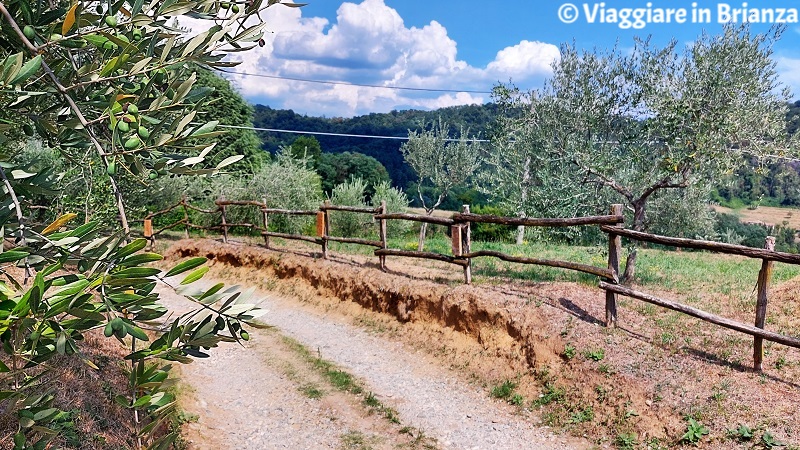 Il sentiero dei proverbi nel Parco del Curone